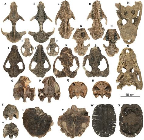 New Fossil Discovery Shows The Rapid Rise Of Mammals After KT Extinction - FossilEra.com