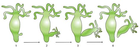 What is budding? Explain the budding in Hydra by t toppr.com