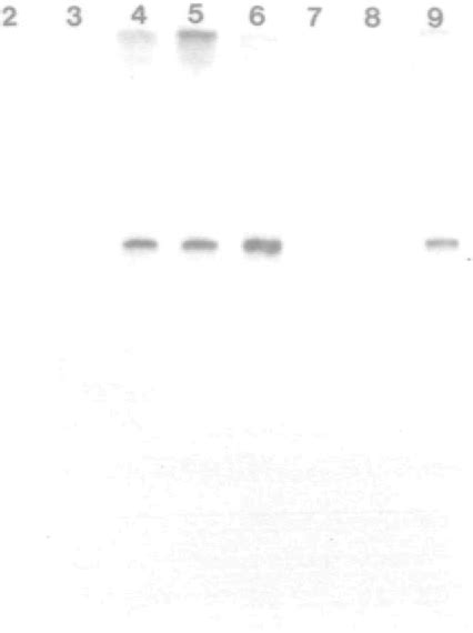 Autoradiography | Semantic Scholar