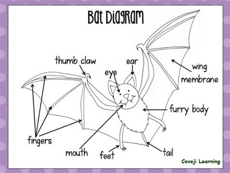 [DIAGRAM] Parts Of A Bat Diagram - MYDIAGRAM.ONLINE