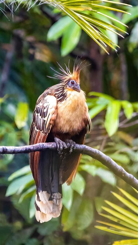 [100+] Hoatzin Wallpapers | Wallpapers.com