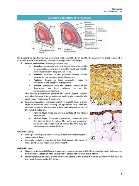 Anatomy & Histology of Pericardium | PDF | Aorta | Heart