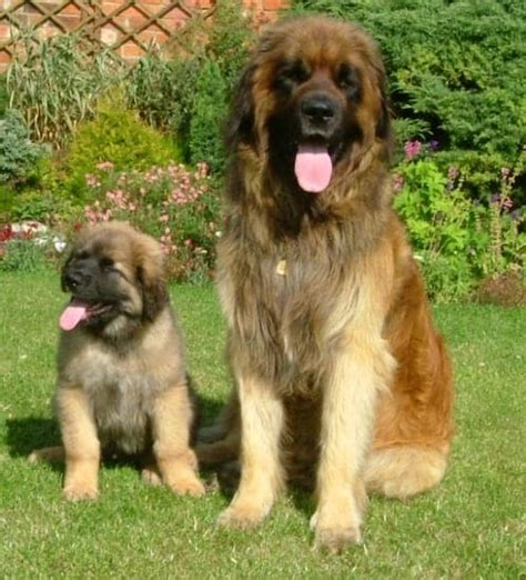 How Tall Is A Leonberger Dog