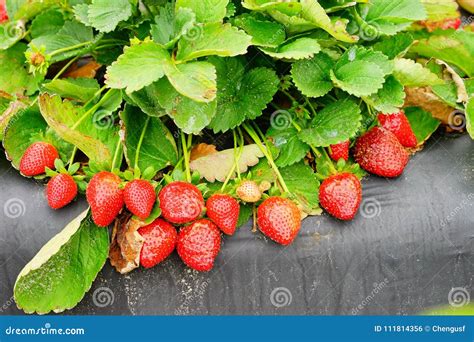 Strawberry farm stock photo. Image of forest, gardening - 111814356