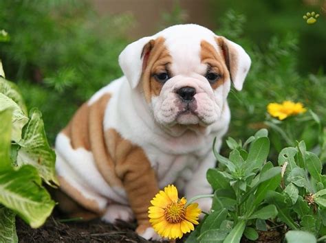 10 Reasons Why You Should Never Own English Bulldogs