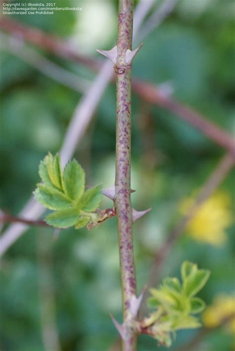 Plant Identification: CLOSED: Thorny bush in PA, 1 by dbooksta