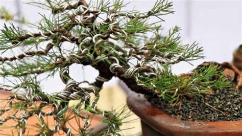 Bonsai Wiring Basics - Bonsai Made Simple