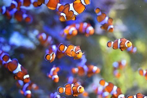 Losing Nemo: clownfish could vanish for good due to climate change | South China Morning Post