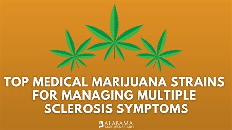 Top Medical Marijuana Strains for Managing Multiple Sclerosis Symptoms