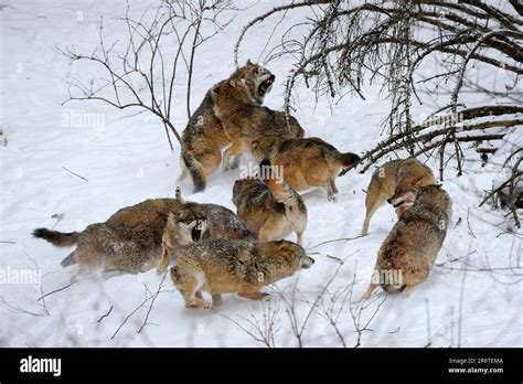 Gray wolves (Canis lupus), social behaviour Stock Photo - Alamy