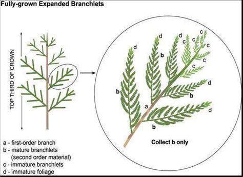 3. Identification of sample branchlets in cypress species. Sample "b ...