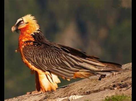 National Bird of Afghanistan | Helo National