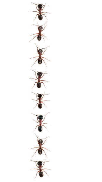 Ants Marching Stock Photos, Pictures & Royalty-Free Images - iStock