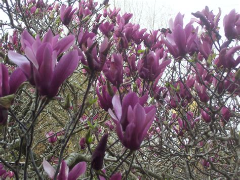 Magnolia liliflora Exterior, Magnolia, Future, Garden, Flowers, Scenery ...