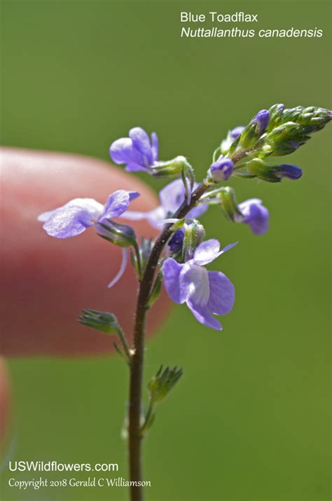 US Wildflower's Database of Blue Wildflowers for Mississippi