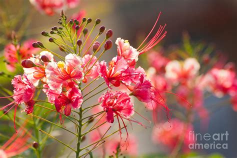 Gulmohar or The flame tree flowers Photograph by Jantima Cha