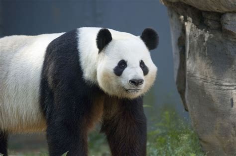A giant panda at Zoo Atlanta. | Atlanta zoo, Panda bear, Panda