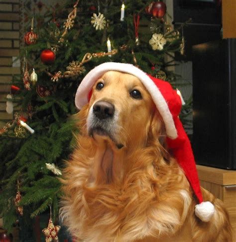 Google Image Result for http://dogs.thefuntimesguide.com/files/dog-wearing-santa-hat-by-samikki ...