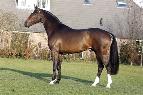 Dutch Warmblood Horse wallpaper | animals | Wallpaper Better