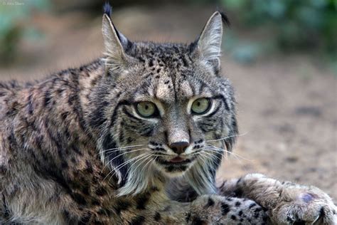 Iberian lynx, the world's most endangered wild cat is making a comeback