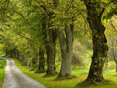 Allee Deutschland – Ferienstraßen und Wissenswertes | GartenFlora