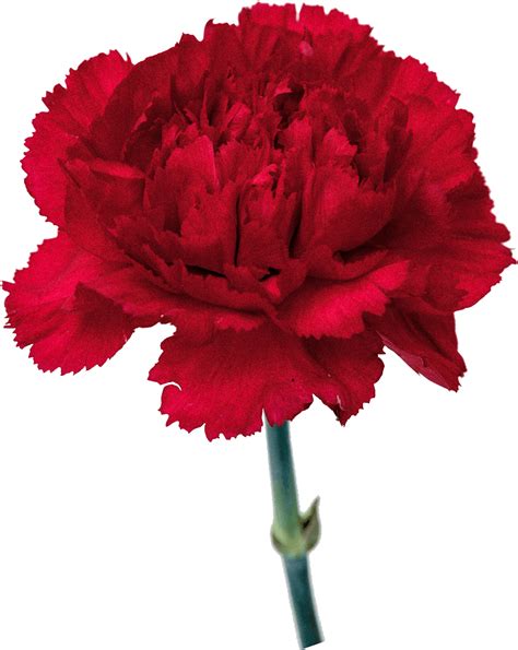 Carnation Flowers Png Free Images - Transparent Background Carnation ...