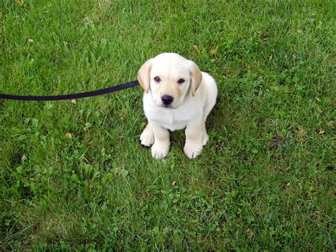 Anne's new Yellow Lab puppy, Enu | My sister-in law's eight … | Flickr