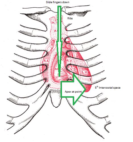 Apical Pulse: Definition & Location - Video & Lesson Transcript | Study.com