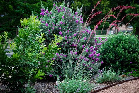 Desperado® Texas Sage Plants For Sale | The Tree Center