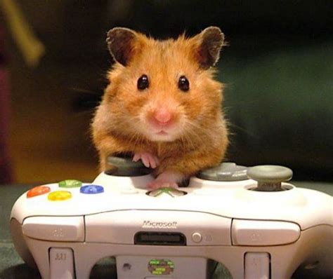 Hamster Gamer – 1Funny.com