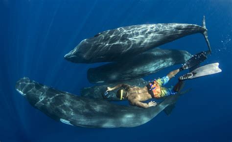 Dive In and Experience the Magnificent Caribbean Sperm Whale