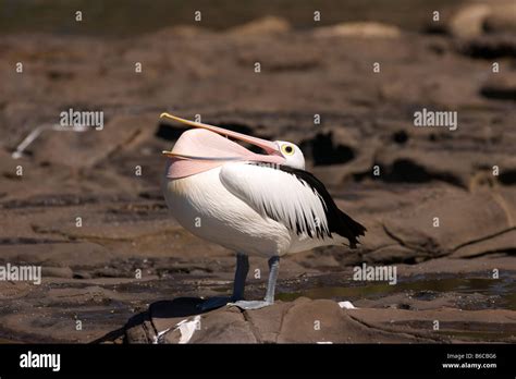 Australian Pelican with empty beak Stock Photo - Alamy