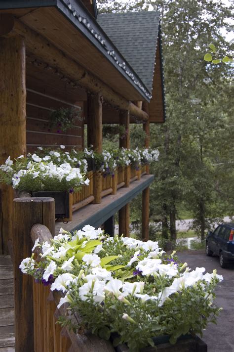 Hidden Moose Lodge, Whitefish, Montana | Glacier national park, Moose ...