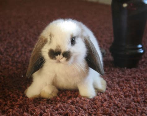 Name the bunny - Kylie's Dog Blog