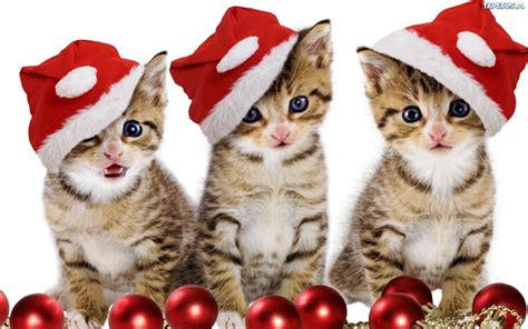 🔥 [50+] Christmas Kittens Wallpapers | WallpaperSafari