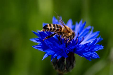 Macro, Honey Bee, Cornflower, Flora Free Stock Photo - Public Domain Pictures