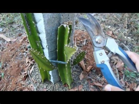 Dragon Fruit Pruning Stem - YouTube