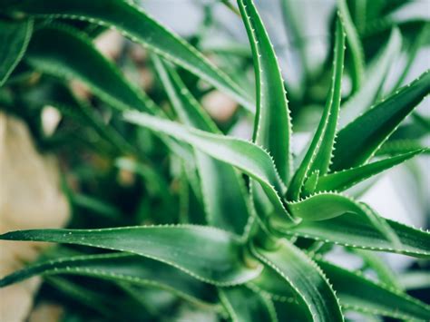 Comment prendre soin de la plante médicinale d'aloe vera - Information