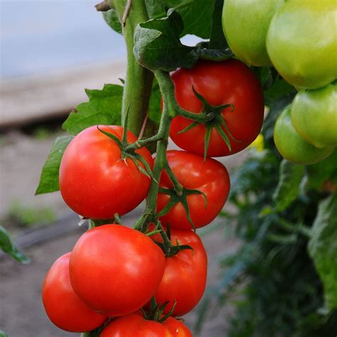 Tomato 'Bush Beefsteak' | White Flower Farm