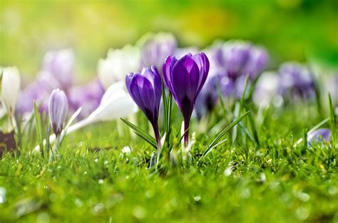 Download Purple Flower Macro Nature Crocus HD Wallpaper