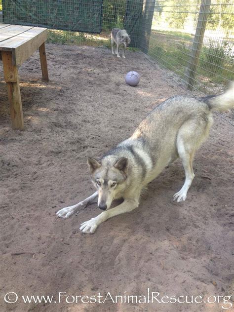 Timber, wolf (hybrid) – Forest Animal Rescue