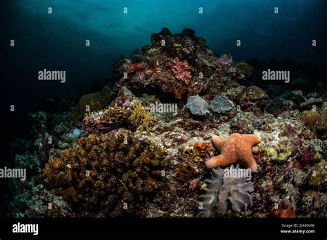 Coral reef scenery Stock Photo - Alamy