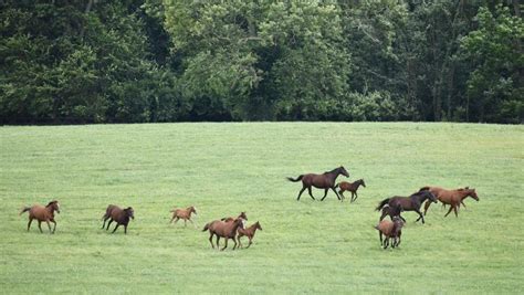 Visit Horse Country: Airdrie Stud’s Encompassing Industry Influence ...