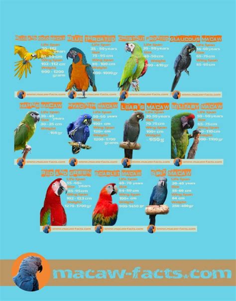 50 Facts about macaw parrot – Macaw Facts