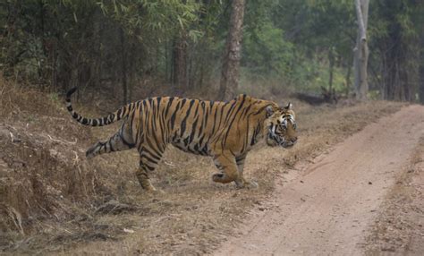 Tigers of Central India