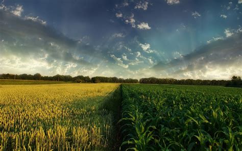 Online crop | corn field, nature HD wallpaper | Wallpaper Flare