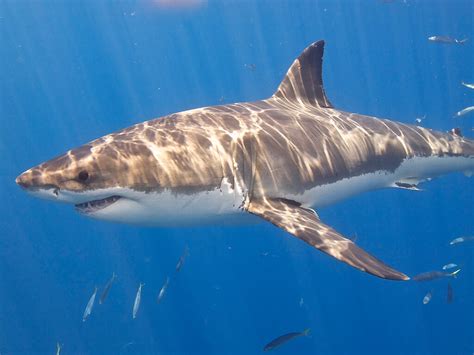 Great White Shark Facts, Ecology And Behavior