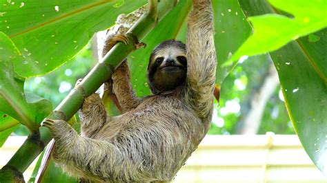 Discover the Reasons Why Sloths Move So Slow - A-Z Animals