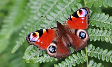 Peacock | Butterfly Conservation