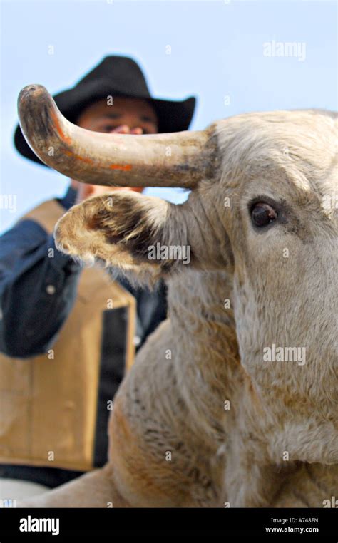 Rodeo bucking bull Stock Photo - Alamy